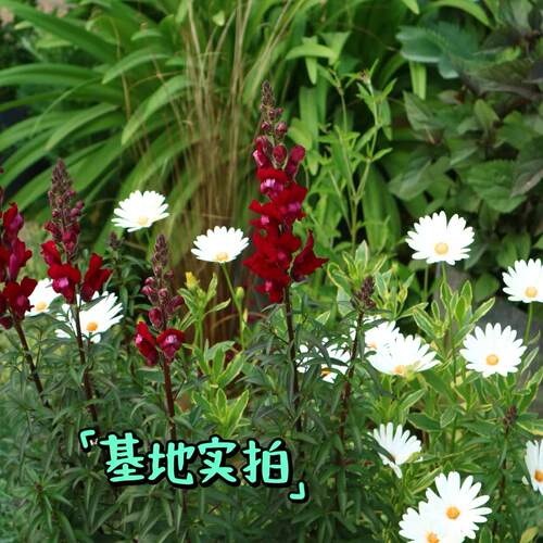 浙庭院小花匠*铜叶金鱼草“黑王子”耐寒多年生*花色多变*可切花 - 图1