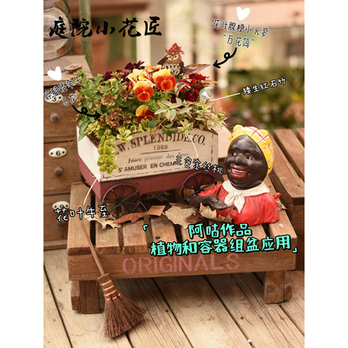 鲁庭院小花匠*矮生红石竹*耐寒多年生*花期长花量大*组盆素材 - 图0