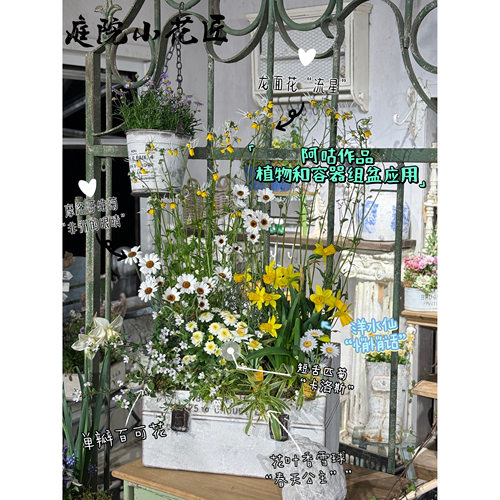 鲁庭院小花匠*多品种龙面花*半耐寒多年生*芳香*花量大花期长组盆 - 图0