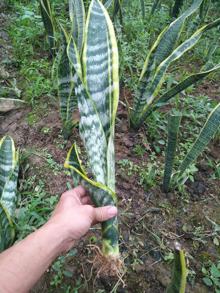 金边虎皮兰盆栽大虎高虎尾兰花室内盆栽绿植花卉吸甲醛防辐射包邮 - 图2