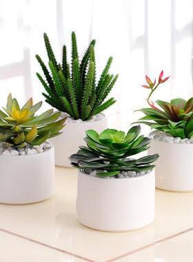 多肉植物小盆栽仙人掌绿植装饰品