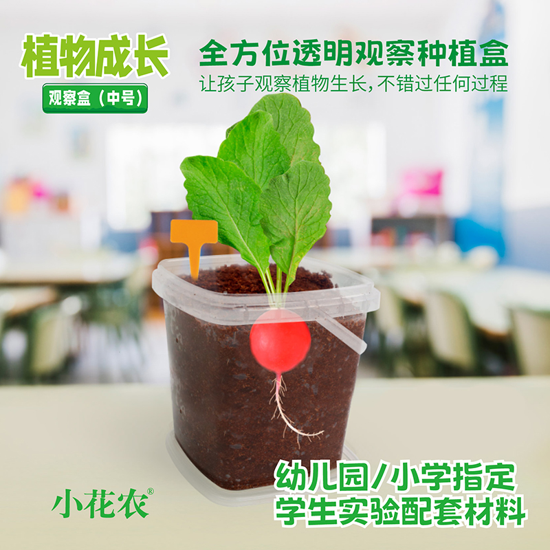 凤仙花种籽套盒小学生科学实验观察指甲花儿童种植小盆栽套餐种子 - 图0