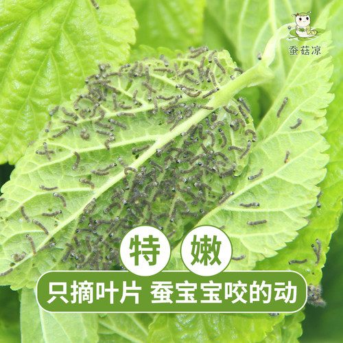 【蚕菇凉】新鲜桑叶小蚕吃特嫩桑叶蚕宝宝饲料食物桑树叶顺丰空运-图2