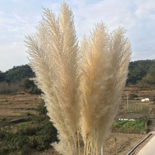 芦苇干花大穗天然10支大芦苇网红蒲苇婚庆干花落地装饰拍摄道具 - 图1