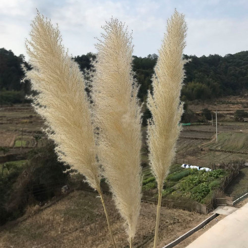 芦苇干花大穗天然10支大芦苇网红蒲苇婚庆干花落地装饰拍摄道具 - 图2