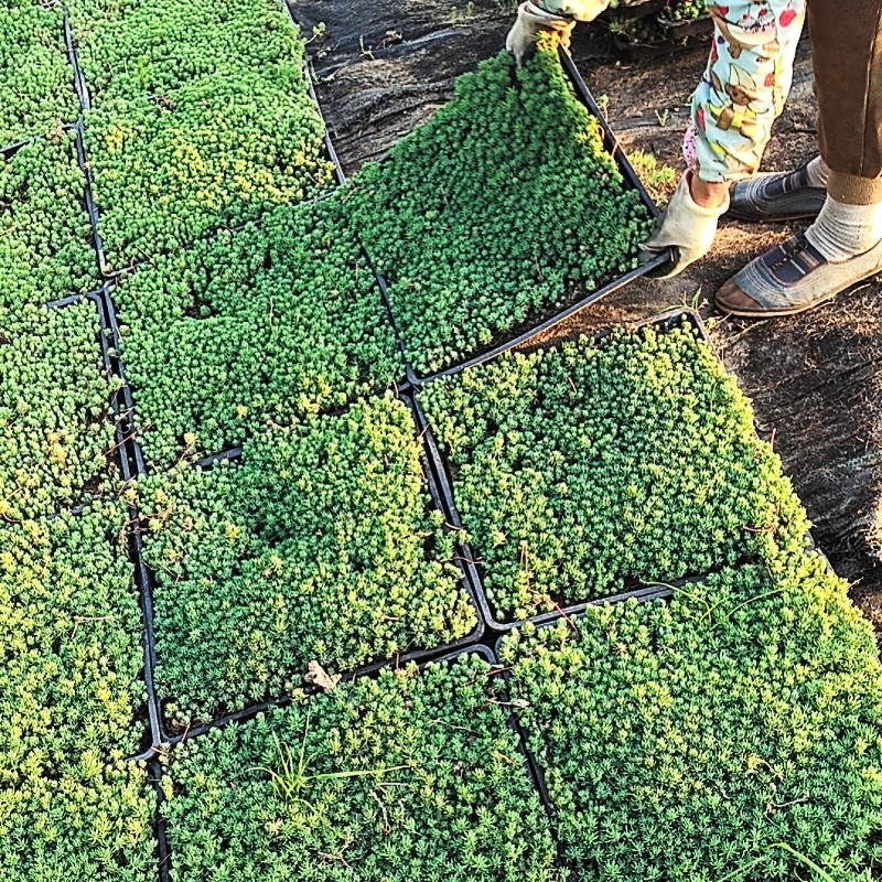 中华景天薄雪万年草四季常青耐寒耐旱多肉植物花镜地铺屋顶绿化苗,淘宝优惠券,粉丝福利购,淘宝优惠卷