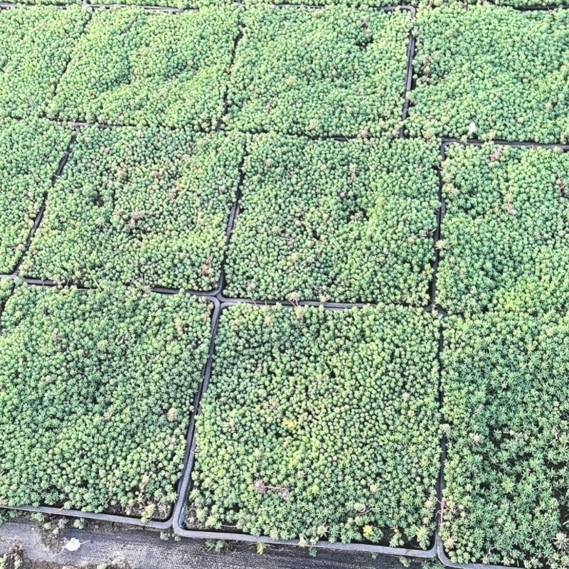中华景天薄雪万年草四季常青耐寒耐旱多肉植物花镜地铺屋顶绿化苗,淘宝优惠券,粉丝福利购,淘宝优惠卷