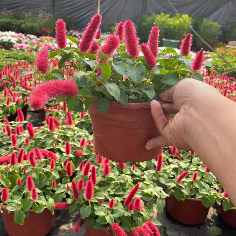 红缨吊兰盆栽岁岁红苗狗尾红穗垂吊四季开花卉红尾铁苋樱阳台常青 - 图1