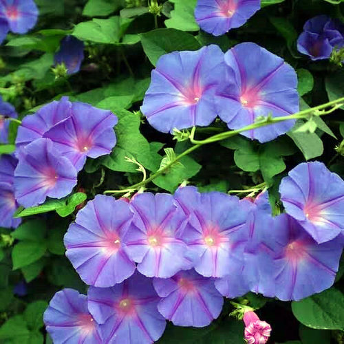 多年生变色龙牵牛花    五爪金龙淡紫牵牛花  花苗  【鲁虹花卉】 - 图0