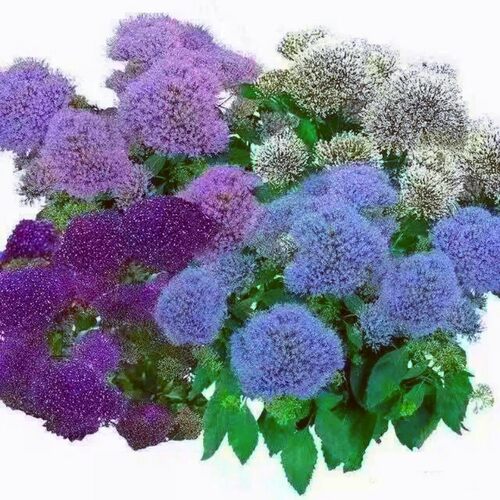 夕雾草盆苗  花香淡雅别致  多年生耐寒宿根花卉【鲁虹花卉】 - 图2
