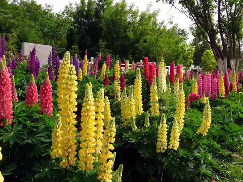 羽扇豆(鲁冰花)盆苗   画廊  鲁冰妮系列 各色花苗【鲁虹花卉】 - 图0