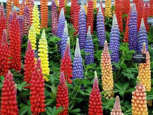羽扇豆(鲁冰花)盆苗   画廊  鲁冰妮系列 各色花苗【鲁虹花卉】 - 图1