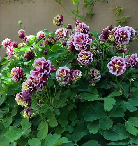 耧斗菜花苗 重瓣小柑橘  巴洛  折纸系列  耐寒宿根【鲁虹花卉】 - 图0