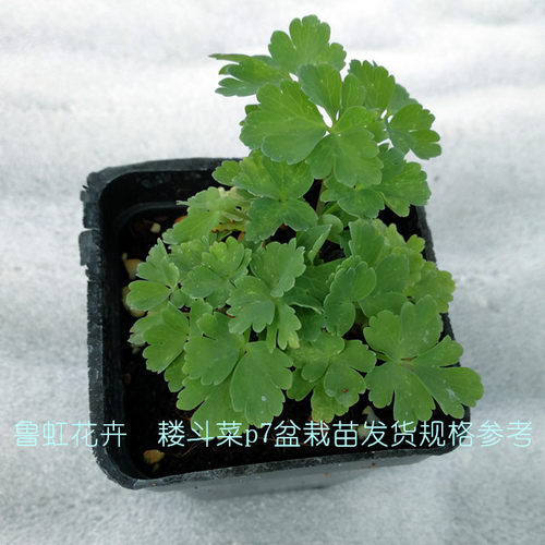 耧斗菜花苗 重瓣小柑橘  巴洛  折纸系列  耐寒宿根【鲁虹花卉】 - 图3