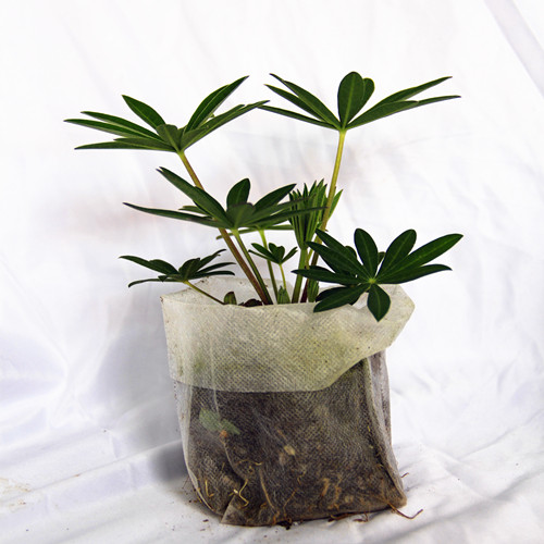 羽扇豆(鲁冰花)盆苗   画廊  鲁冰妮系列 各色花苗【鲁虹花卉】 - 图3