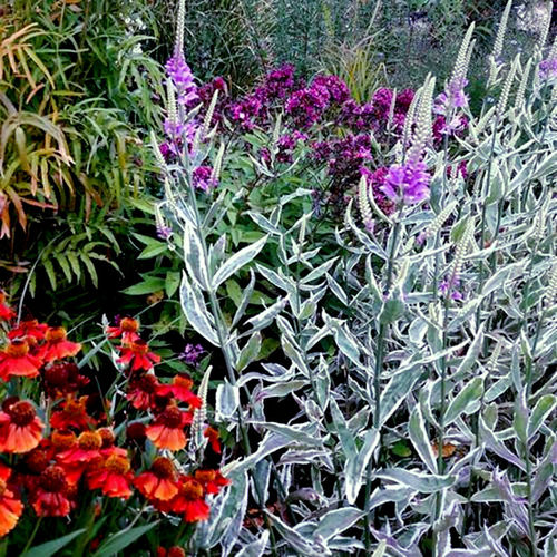 假龙头玫瑰女王 花叶假龙头苗  多年生耐寒耐热宿根花卉【鲁虹】 - 图0