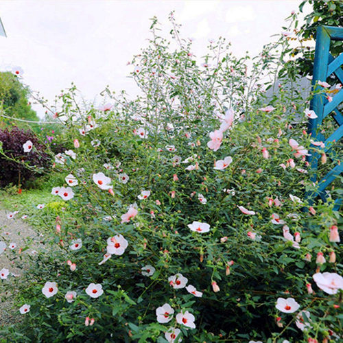 高沙芙蓉葵  澳洲纸质芙蓉  高雅清新  耐热耐寒灌木【鲁虹花卉】 - 图0