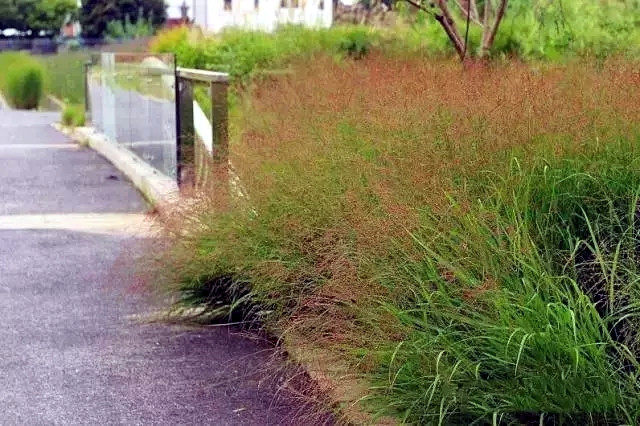 柳枝稷重金属观赏草盆苗耐高温耐寒冷生命力极强【鲁虹花卉】_虎窝淘