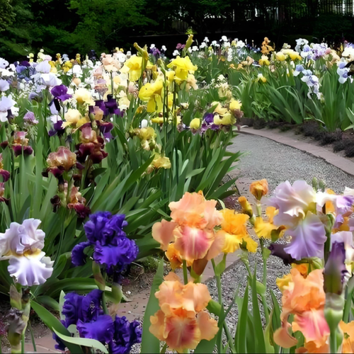 德国鸢尾盆栽  水生路易斯鸢尾  多年生球根花卉【鲁虹园艺】 - 图1