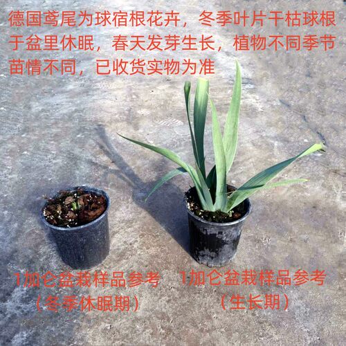 德国鸢尾盆栽  水生路易斯鸢尾  多年生球根花卉【鲁虹园艺】 - 图3