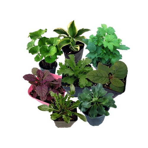 大花重瓣蜀葵花苗 切花查特系列各色盆苗 【鲁虹花卉】 - 图3