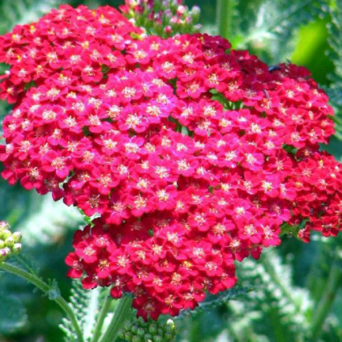 西洋蓍草盛芳 珍珠蓍白乒乓盆栽种苗 多年生耐寒耐热【鲁红园艺】 - 图2