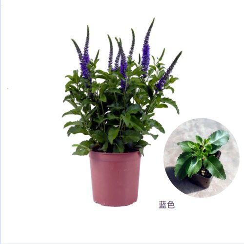 穗花婆婆纳花苗  无性系琉璃婆婆纳  耐寒宿根花卉【鲁红园艺】 - 图3