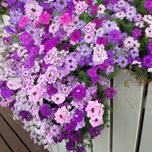 蔓生细叶美女樱祥和各色  多年生耐热耐雨花开不断  【鲁红园艺】 - 图0