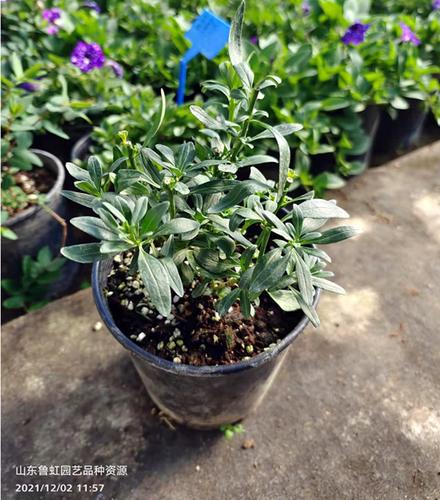 重瓣金鱼草蝴蝶夫人系列各色  耐寒优秀切花花园植物【鲁虹花卉】 - 图3
