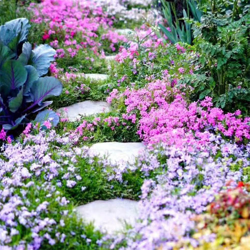 芝樱花苗 丛生福禄考各色   多年生耐寒地被宿根花卉【鲁虹园艺】 - 图1