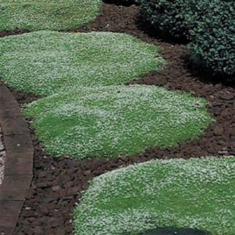爱尔兰苔藓【珍珠草】多年生耐寒宿根地被常绿植物【鲁虹花卉】-图2