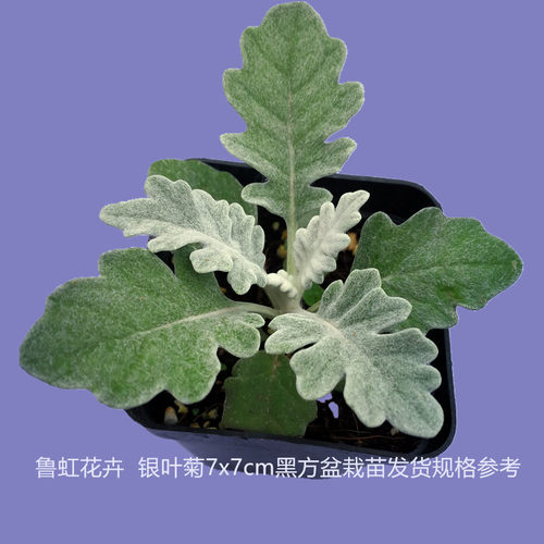 银叶菊  芙蓉菊盆苗  四季观叶观花  多年生耐寒植物【鲁红园艺】 - 图3