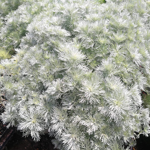 朝雾草花苗  庭院花境植物  耐热耐寒多年生宿根植物【鲁虹花卉】 - 图0