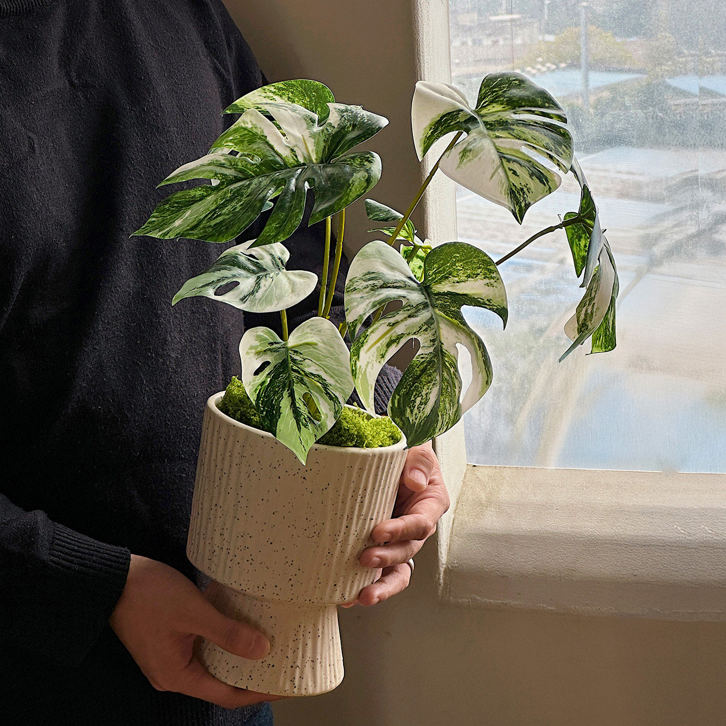 ins风绿植装饰仿真植物龟背竹商场氛围布置造景造景摆件盆景道具,淘宝优惠券,粉丝福利购,淘宝优惠卷