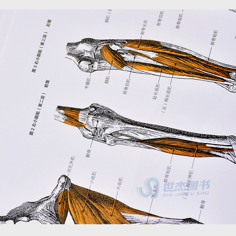 正版 弗里茨艺用人体解剖 彩色版 解剖学参考工具书人体骨骼肌肉人体绘画素描临摹人物速写教学美术艺用人体结构临摹教材 广西美术 - 图2