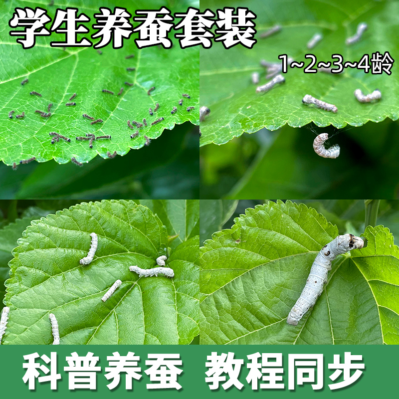 白色蚕宝宝活物幼虫活体春蚕卵学生养蚕套装小蚕1234龄送新鲜桑叶 - 图0