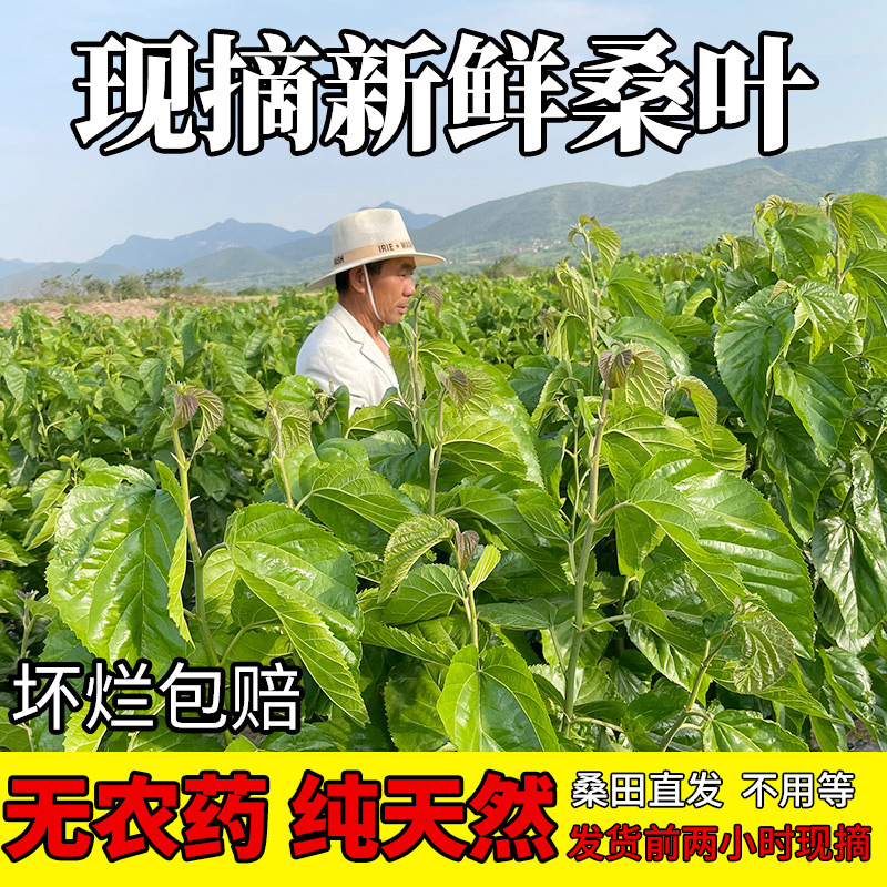 河南郑州现摘新鲜桑叶蚕宝宝鲜嫩桑蚕叶喂蚕小蚕叶食物养蚕嫩叶子