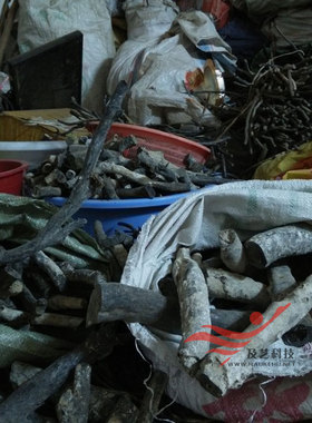 海柳铁树藤原材料黑珊瑚密度好