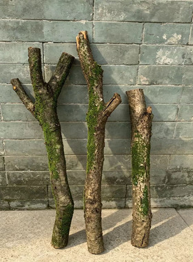 天然真树枝仿真苔藓干树枝摆件