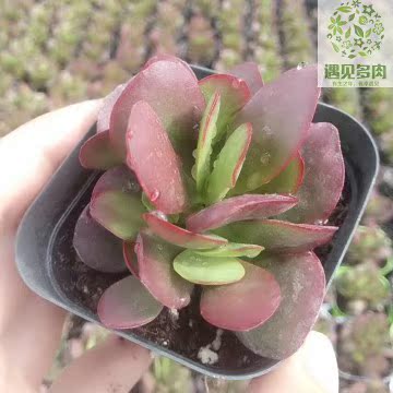 多肉植物 紫蝶多肉植物新品贵货红蝴蝶遇见多肉红色薄叶厚叶克拉夫满30包邮 遇见多肉品牌店优惠券 淘邻