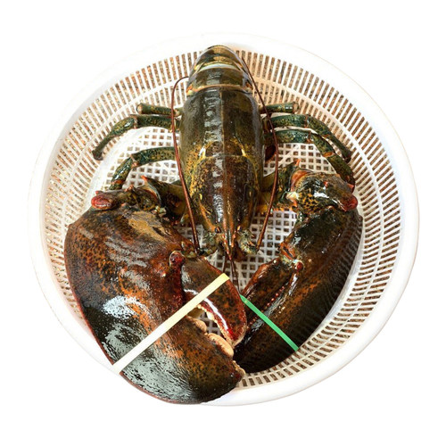 新鲜冰鲜波士顿龙虾 进口波龙速冻大龙虾加拿大鳌虾包邮标价一斤 - 图2