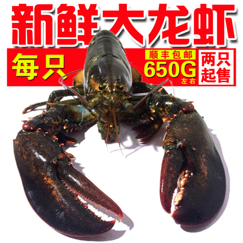 加拿大速冻冰鲜活冻大波龙虾澳龙大龙虾鳌虾一只1斤左右2只起售 - 图0