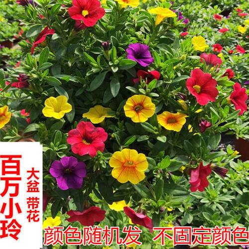矮牵牛盆栽带花百万小玲喇叭垂吊舞春花阳台花卉四季花室外盆栽 - 图2