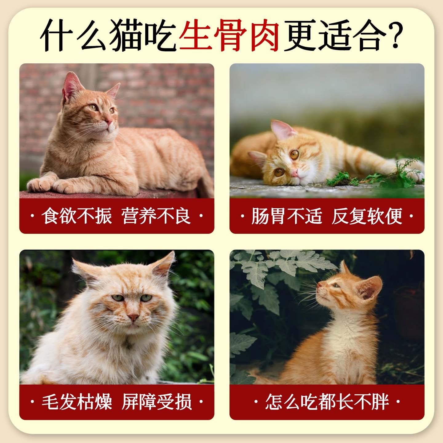 喵皇尚冷切生骨肉猫粮无谷鲜肉原力全阶段营养均衡细毛软调理肠胃,淘宝优惠券,粉丝福利购,淘宝优惠卷