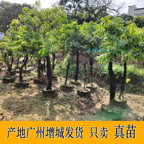 增城挂绿荔枝苗名贵品种果树荔枝王盆栽嫁接高压原土带叶包邮 - 图1
