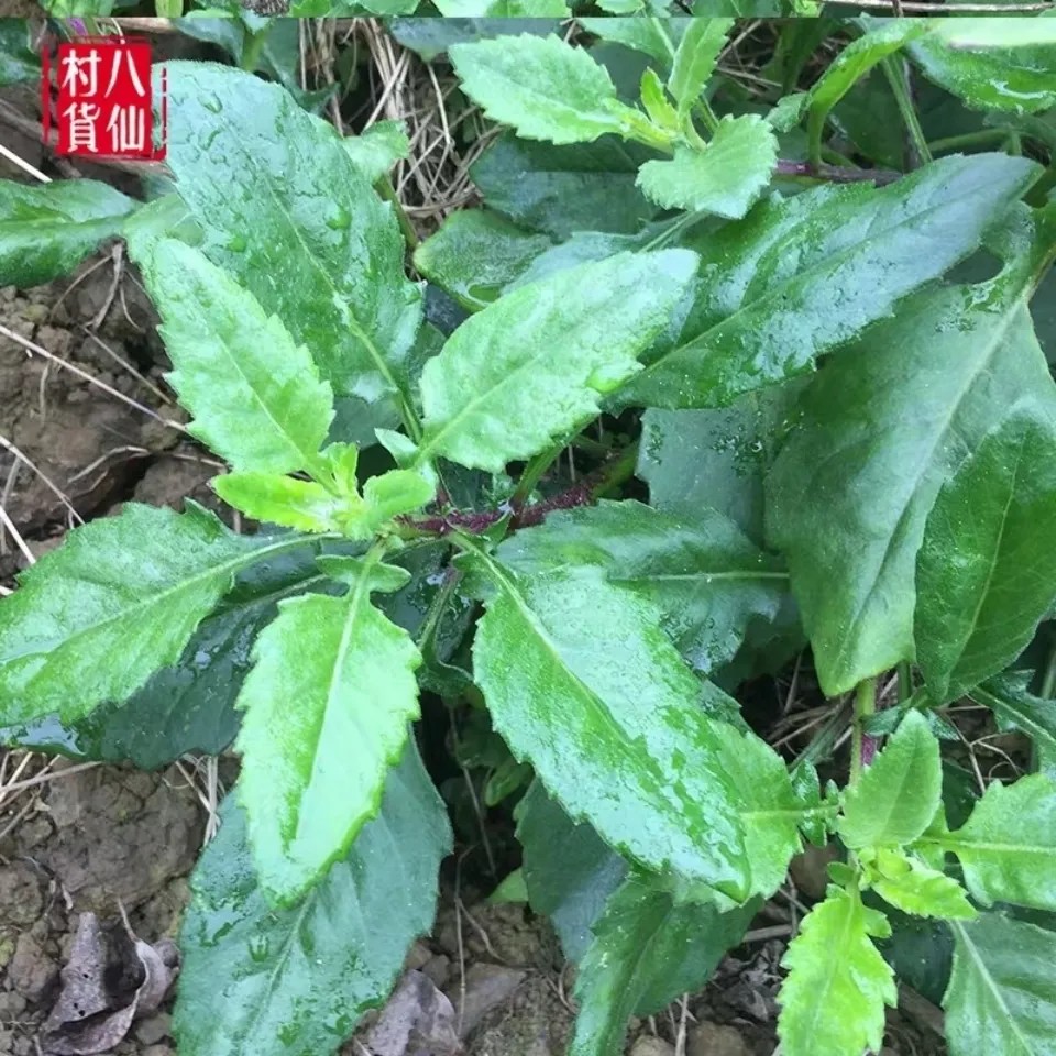 新鲜天然白子菜 金鸡毛草 救命草明月菜白背三七百子菜白背菜500g - 图1