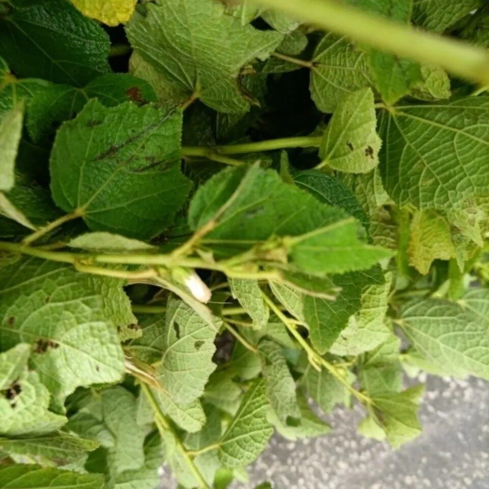 天然青草白花虱母草头叶 虱母头叶 虱子母枝叶 干货500g包邮