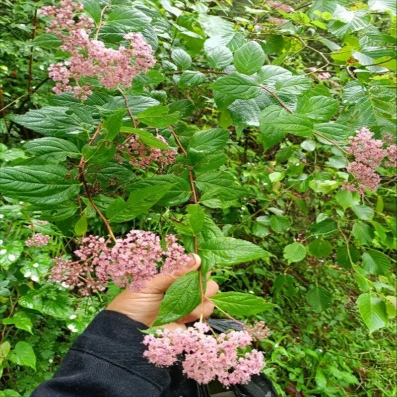 新鲜天然鲜强盗九杆子 湿绣线菊 火烧尖 一撮椒 全草干货500g包邮