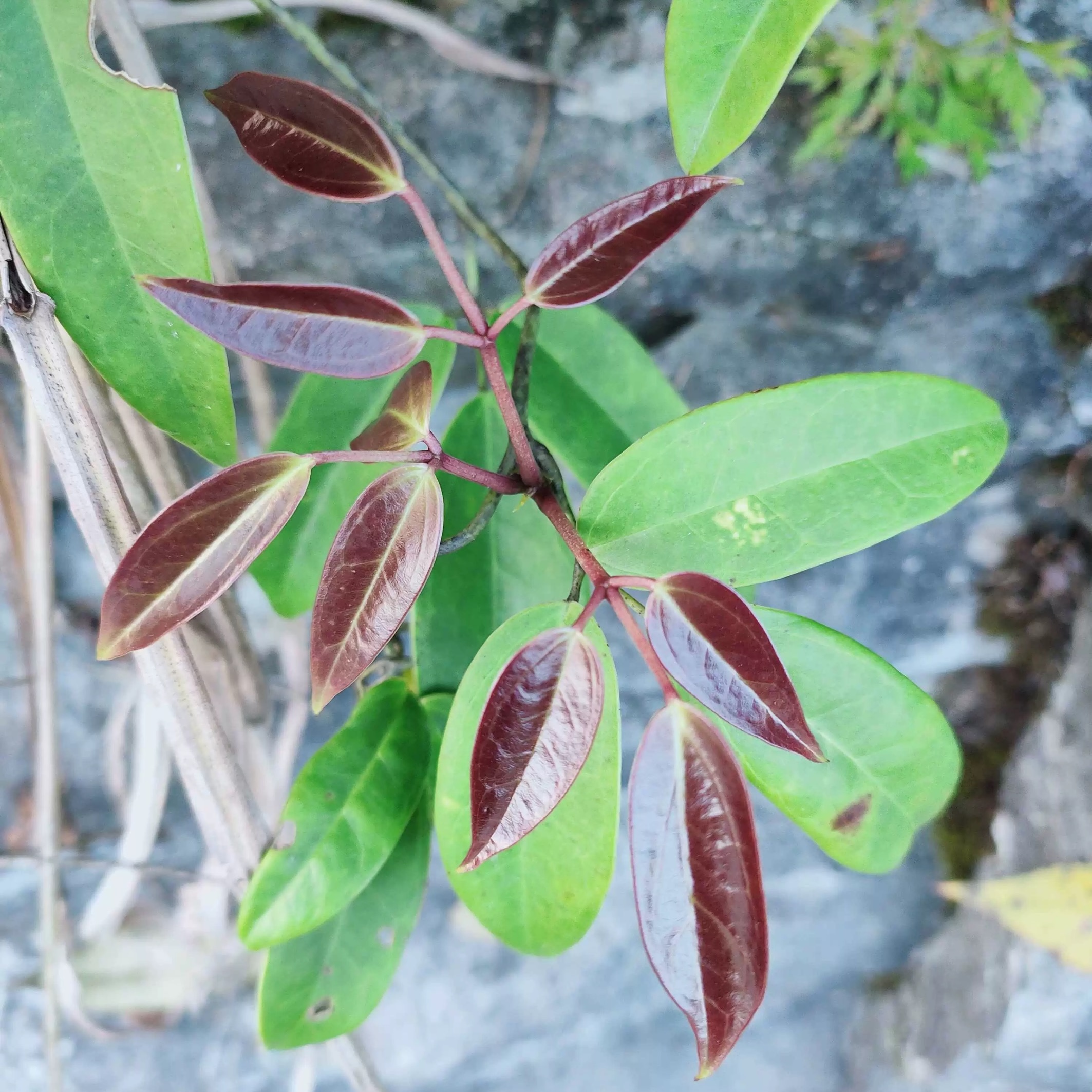 新鲜鹰爪枫破骨风大叶青藤山爪藤全草一株-图0