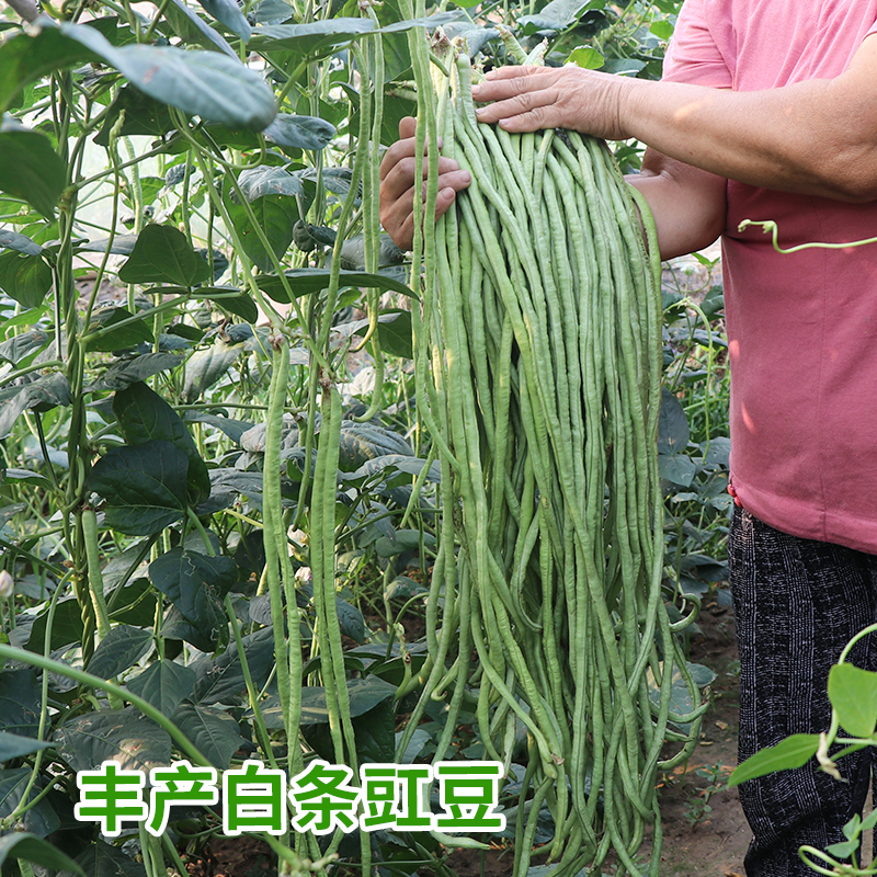 绿白条豇豆种子特长张塘王豆角春季夏季四季种植蔬菜种孑农家菜籽-图1